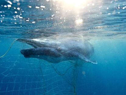 Una cría recién nacida de ballena jorobada intenta escapar de una red para tiburones en las aguas del Estado de Queensland, en Australia.