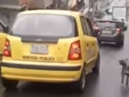 Un perro persigue el taxi en el que viaja su dueña después de que esta lo abandonara en Medellín
