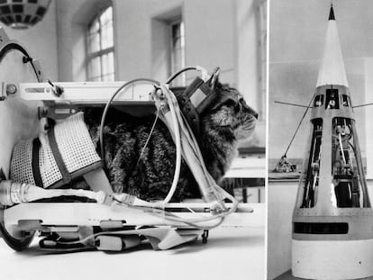 Un dispositivo similar al usado para lanzar a la gata Félicette al espacio a bordo del cohete Véronique AG1.