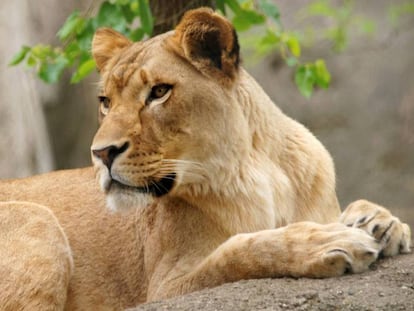 La leona Zuri, del zoo de Indianápolis.