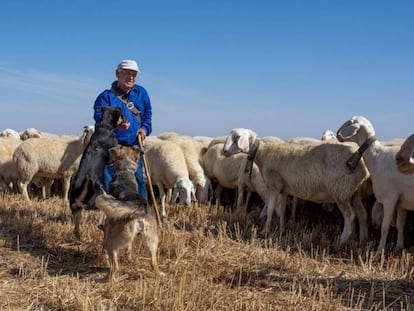 El pastor Eugenio Rodríguez, con su rebaño de ovejas y dos de los perros
que le ayudan en su trabajo.