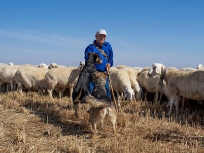 El pastor Eugenio Rodríguez, con su rebaño de ovejas y dos de los perros
que le ayudan en su trabajo.