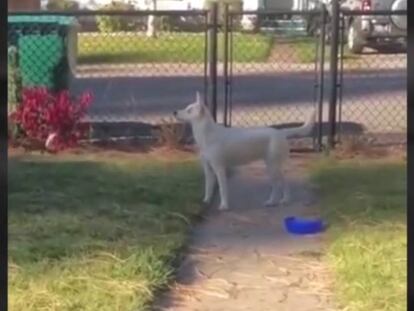 El perro que puede detectar a sus dueños por el olor