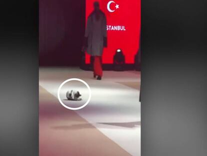 Un gato callejero se convierte en el protagonista de un desfile de moda