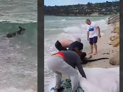 Imágenes del canguro en el agua y de los agentes reanimándolo.