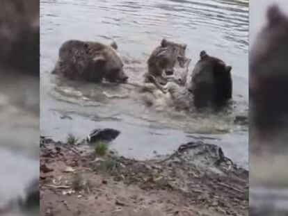 Captura de pantalla de un momento del ataque perpetrado a una loba por tres osos en un zoo de Eindhoven, en Holanda.