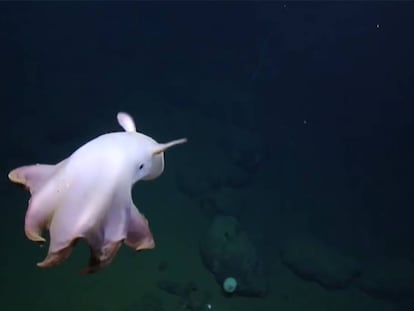 Así es el pulpo que se parece a Dumbo