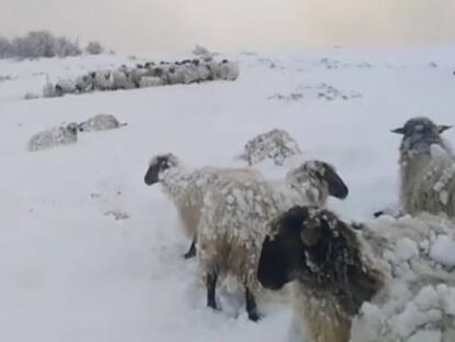 Ovejas sepultadas bajo la nieve.