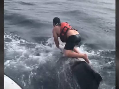 El momento en el que el pescador ayuda a la ballena.
