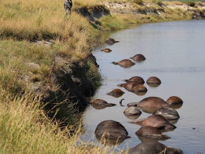 Un grupo de cadáveres de búfalo flota en el río Chobe, en la frontera entre Namibia y Botsuana.