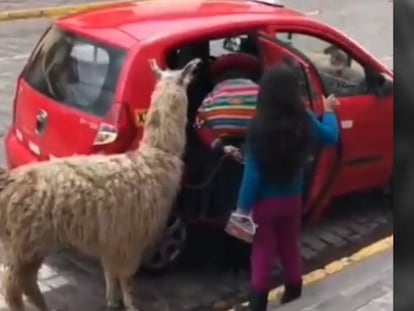 La llama, antes de entrar al taxi.