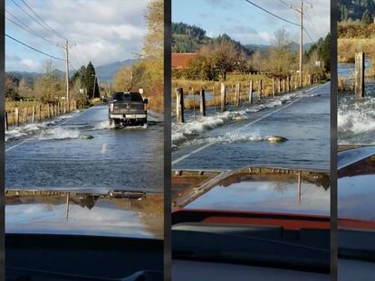 Un grupo de salmones cruza una carretera en Shelton, Washington, este lunes.