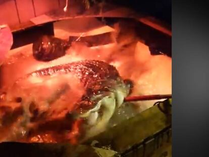 ¿Qué hace este caimán en mi jacuzzi?