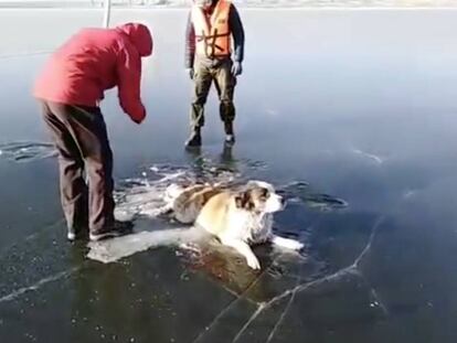 Rescatistas ayudando al perro a salir del hielo.