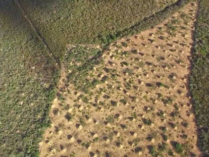 Las termitas han construido la mayor estructura del planeta