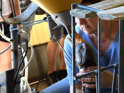 Una trabajadora alimenta a la fuerza a un ganso en una granja francesa. En vídeo, reportaje sobre la alimentación forzada para la producción de 'foie-gras' en La Ferme Turnac.
