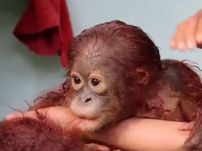 Baño de un bebé orangután en un refugio de Indonesia.