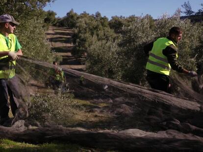 Carlos Jesús López, de 23 años, y Francisco Javier Maeso, de 20, recogen la aceituna en Sabiote, Jaén.