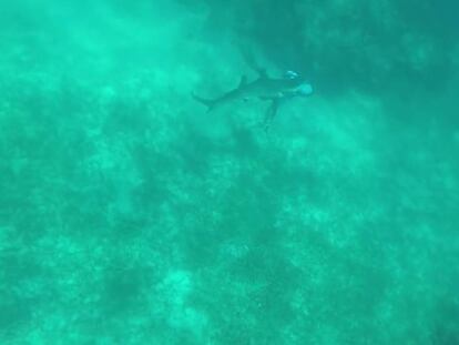 Un tiburón muerde la cabeza de buceador en las Bahamas