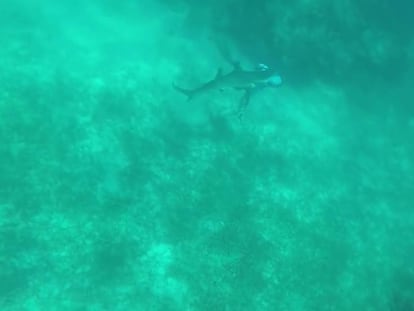 Un tiburón muerde la cabeza de buceador en las Bahamas