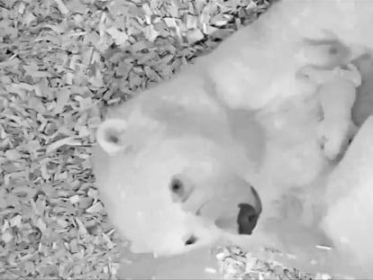 Cachorro de oso polar y su madre bajo cuarentena en un zoo de Berlín.