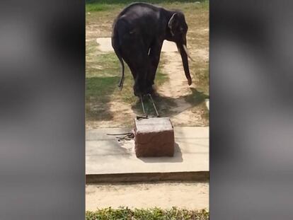 Imágenes de un elefante delgado y débil en un zoo de Tailandia.