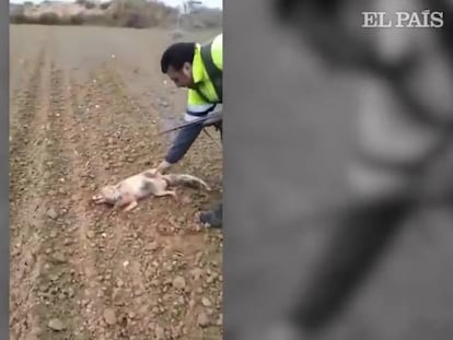 El vídeo en el que el hombre maltrata al animal.