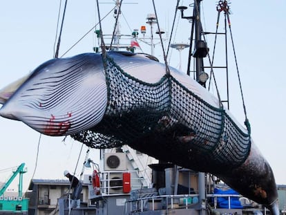 Varios operarios descargan a una ballena minke de un barco en el puerto Kushiro, en Hokkaido (Japón).