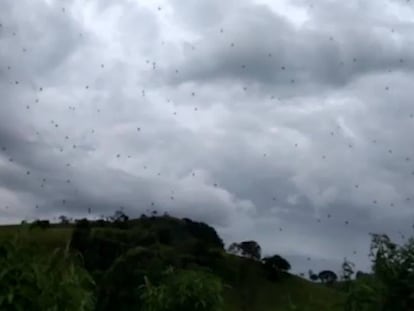 ‘Lluvia de arañas’ en el cielo de Brasil