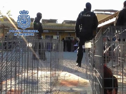 Operación policial contra las peleas de gallos en Sangonera la Verde (Murcia).