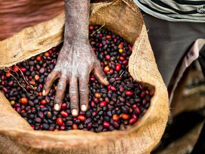 Café recién cosechado en Yayu, en el suroeste de Etiopía, la tierra del 'Arabica'. En vídeo, científicos británicos encuentran una planta de café perdida desde 1954.