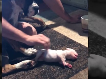 Una maniobra improvisada salva la vida a un cachorro