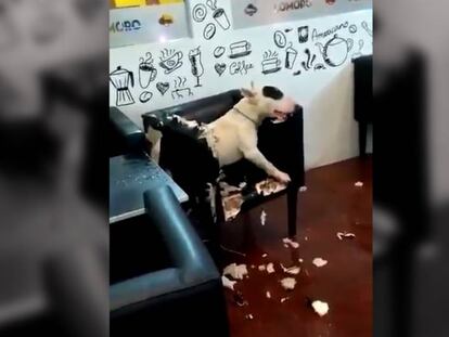 Un perro muerde los sillones de una heladería en Argentina.