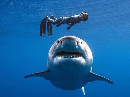 Submarinista nadando junto a 'Deep Blue'.