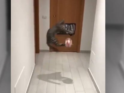 Vídeo de un gata que hace de portera.