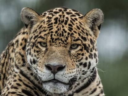 Un gigantesco laboratorio natural para devolver el jaguar a Argentina