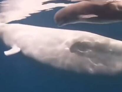 Vídeo del momento del parto de una ballena beluga.
