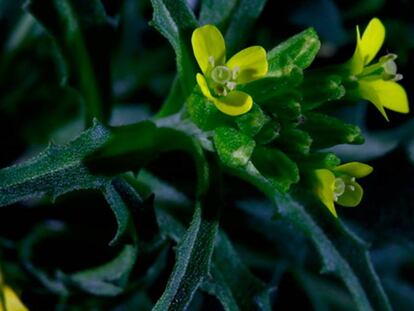 Ejemplar de 'Ersymum incanum'.