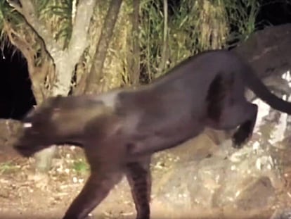 Fotograma de un vídeo en el que se ve al leopardo negro.
