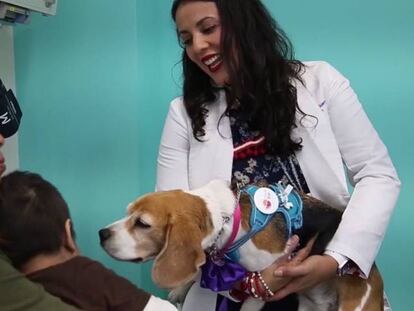 Perros que atienden y acompañan a niños con enfermedad terminal