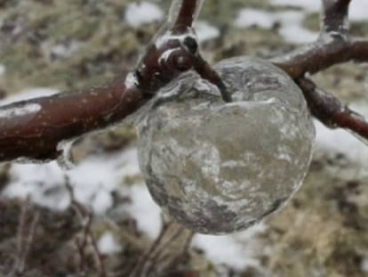 Las ‘manzanas fantasma’: el sorprendente fenómeno provocado por una tormenta heladora