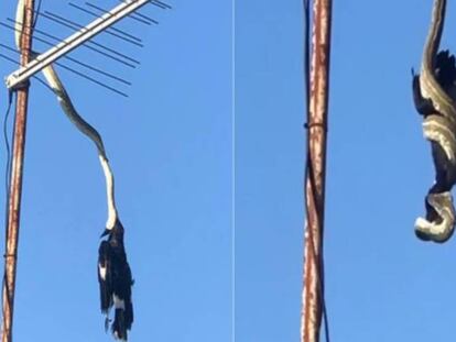 Una pitón comiéndose un pájaro en un tejado de Nueva Gales del Sur (Australia).