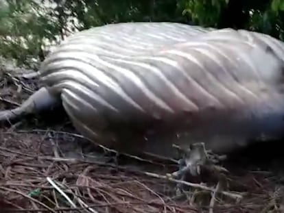 Imágenes de la ballena jorobada en el Amazonas.