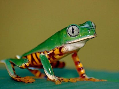 La rana lémur naranja está amenazada de extinción por la alteración de su hábitat en las selvas amazónicas.