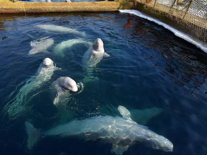 Varias ballenas en las piscinas marinas en la bahía de Srednyaya, en el lejano oriente ruso.
