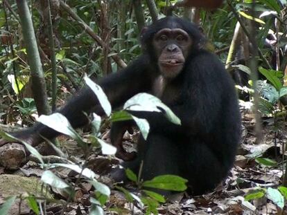 Una investigación descubre las diferentes reacciones de chimpancés, bonobos y gorilas salvajes al descubrir cámaras trampa en el medio natural. En vídeo, imágenes del experimento.