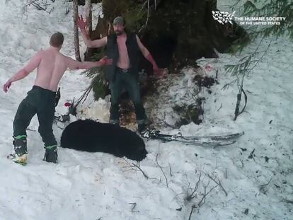 Un momento del vídeo difundido por la organización The Human Society en la que padre e hijo celebran la captura de una osa y sus cachorros.