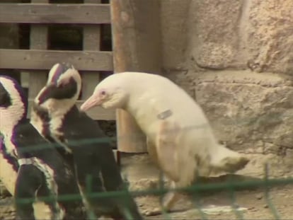 Vídeo del pingüino albino con totales del director y de un cuidador del zoo.