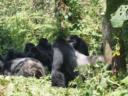 Un grupo de gorilas observa el cadáver de un espalda plateada. En vídeo, los gestos de "tristeza" de estos animales.