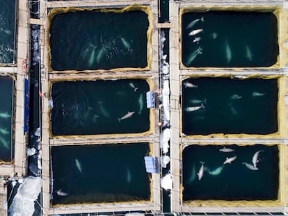 Imagen aérea de los corrales marinos donde están las ballenas y las orcas en el lejano oriente ruso. En vídeo, la 'cárcel de ballenas' más grande del mundo comenzará a liberar a los cetáceos en junio.